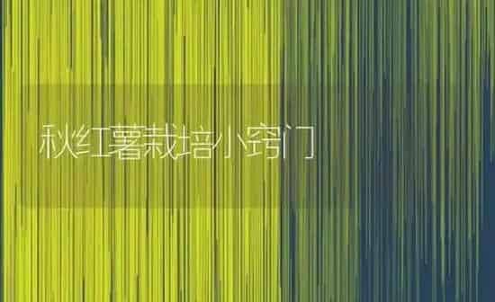 秋红薯栽培小窍门 | 养殖知识