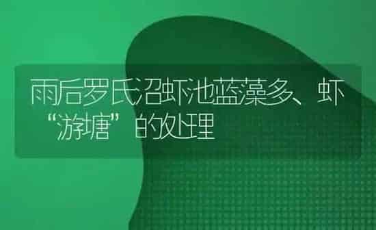 雨后罗氏沼虾池蓝藻多、虾“游塘”的处理 | 养殖知识
