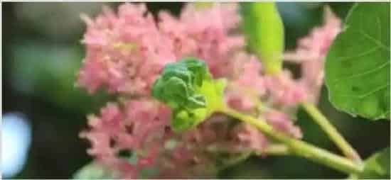 粉花决明与腊肠树区别 | 农广天地