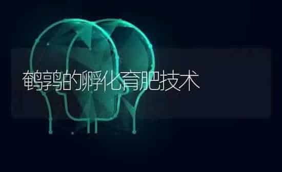 鹌鹑的孵化育肥技术 | 养殖技术大全