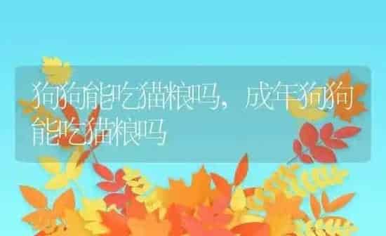 狗狗能吃猫粮吗,成年狗狗能吃猫粮吗 | 养殖科普