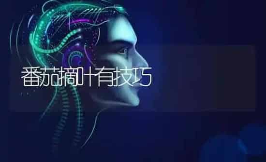 番茄摘叶有技巧 | 养殖知识