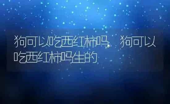 狗可以吃西红柿吗,狗可以吃西红柿吗生的 | 养殖科普