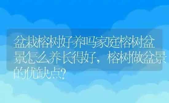盆栽榕树好养吗家庭榕树盆景怎么养长得好,榕树做盆景的优缺点？ | 养殖科普