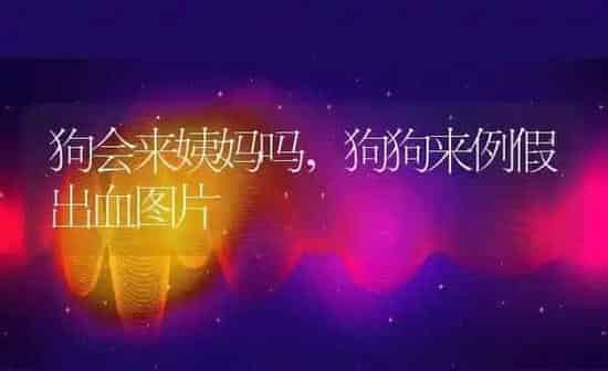 狗会来姨妈吗,狗狗来例假出血图片 | 养殖科普