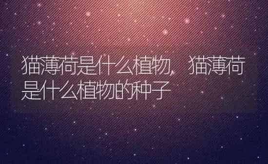 猫薄荷是什么植物,猫薄荷是什么植物的种子 | 养殖资料