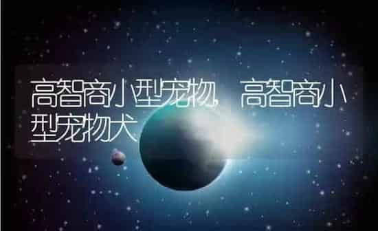 高智商小型宠物,高智商小型宠物犬 | 养殖资料