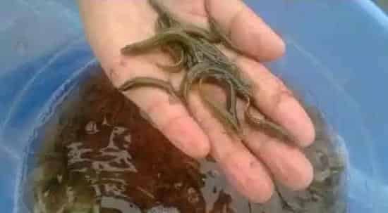 一亩需要多少泥鳅种苗 | 三农知识