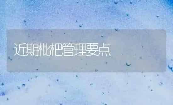 近期枇杷管理要点 | 养殖知识