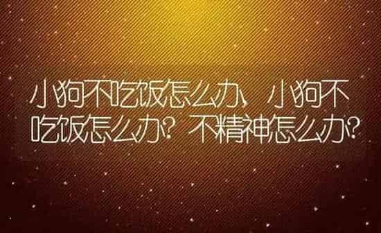 小狗不吃饭怎么办,小狗不吃饭怎么办?不精神怎么办? | 养殖科普