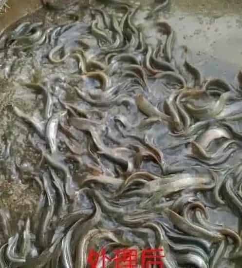 泥鳅养殖过程中常见病害处理方案及案例分享 | 三农知识