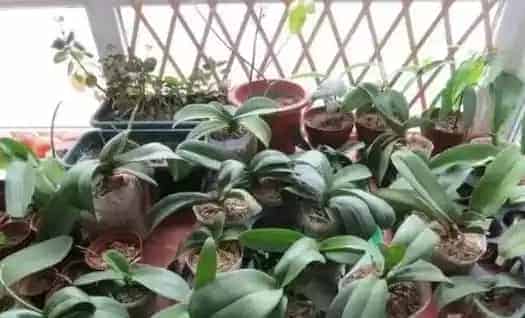 蝴蝶兰怎么施肥,蝴蝶兰最简单的肥料？