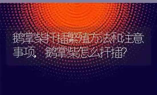 鹅掌柴扦插繁殖方法和注意事项,鹅掌柴怎么扦插？ | 养殖科普
