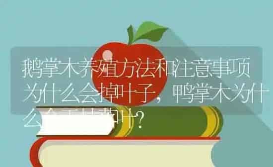 鹅掌木养殖方法和注意事项为什么会掉叶子,鸭掌木为什么会干枯落叶？ | 养殖科普
