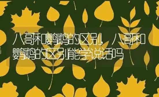 八哥和鹦鹉的区别,八哥和鹦鹉的区别能学说话吗 | 养殖科普