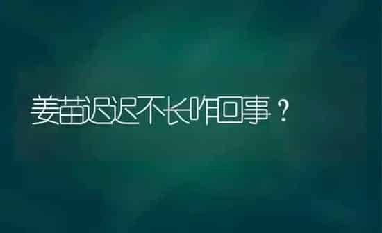 姜苗迟迟不长咋回事? | 养殖知识