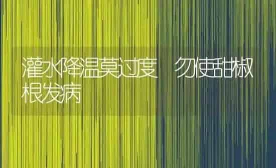 灌水降温莫过度 勿使甜椒根发病 | 养殖知识