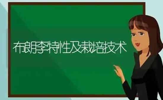 布朗李特性及栽培技术 | 养殖技术大全
