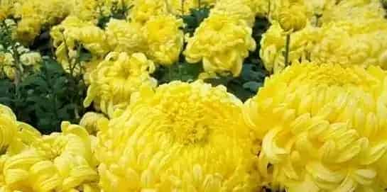情侣之间送菊花代表什么意思,情侣送菊花代表什么意思？