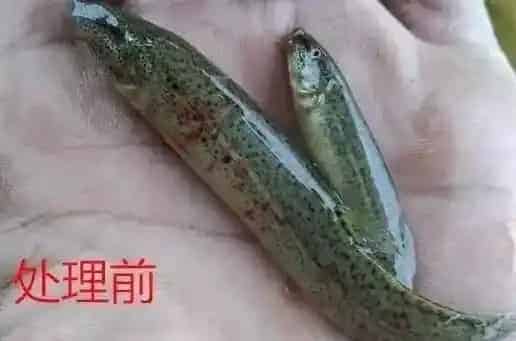 泥鳅养殖过程中常见病害处理方案及案例分享 | 三农知识
