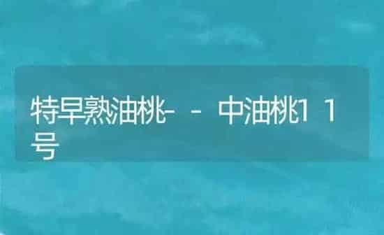 特早熟油桃--中油桃11号 | 养殖知识