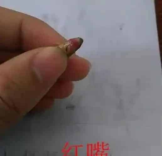泥鳅养殖过程中常见病害处理方案及案例分享 | 三农知识