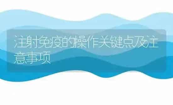 注射免疫的操作关键点及注意事项 | 养殖知识
