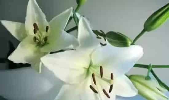 百合花怎么养才能保持开的久,百合花该怎样保鲜才能让它盛开的时间长一些？