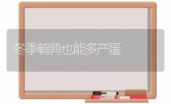 冬季鹌鹑也能多产蛋 | 养殖技术大全