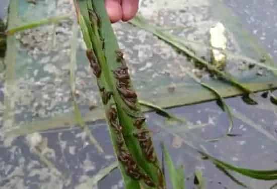 水蛭种苗图片 | 三农知识