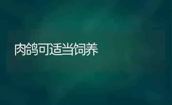 肉鸽可适当饲养 | 养殖知识