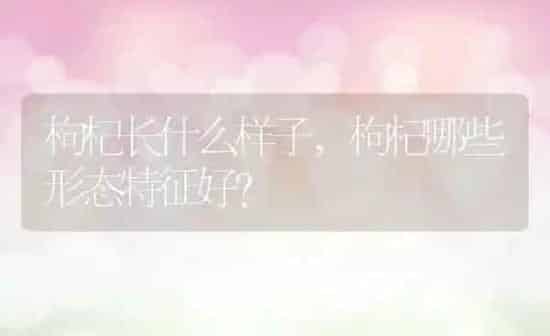 枸杞长什么样子,枸杞哪些形态特征好？ | 养殖科普