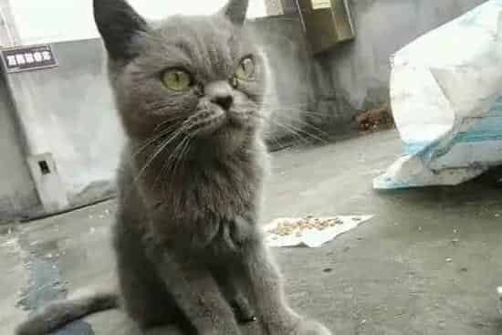 流浪猫缠着你预示着什么,一只猫咪莫名其妙缠着你预示了什么呢？