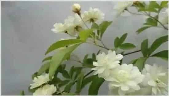 木香花的养殖方法和注意事项 | 妙招大全