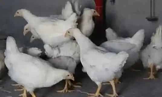 白羽毛肉鸡简介 | 生活妙招