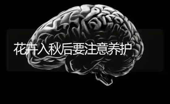 花卉入秋后要注意养护 | 养殖知识