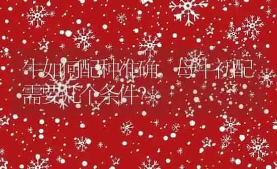 牛如何配种准确,母牛初配需要几个条件？ | 养殖科普