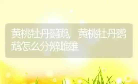 黄桃牡丹鹦鹉,黄桃牡丹鹦鹉怎么分辨雌雄 | 养殖科普