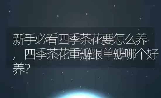 新手必看四季茶花要怎么养,四季茶花重瓣跟单瓣哪个好养？ | 养殖科普