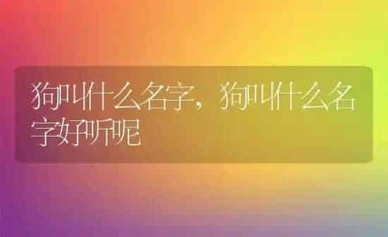 狗叫什么名字,狗叫什么名字好听呢 | 养殖科普