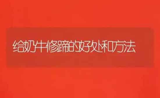 给奶牛修蹄的好处和方法 | 养殖技术大全