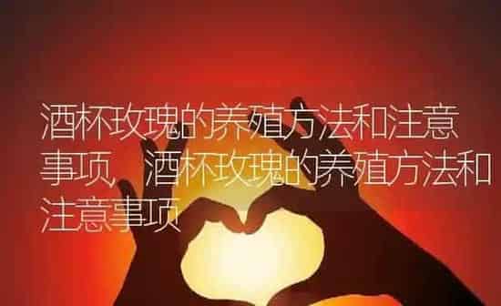 狗狗年龄怎么算,狗狗年龄怎么算换算表 | 养殖科普