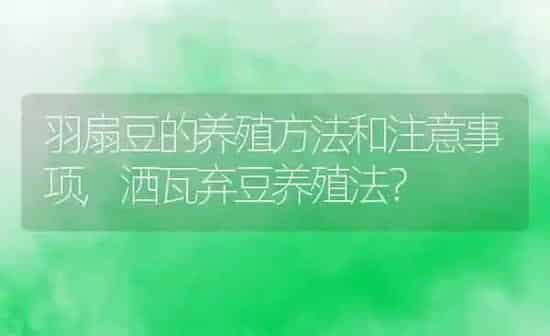 羽扇豆的养殖方法和注意事项,洒瓦弃豆养殖法? | 养殖科普