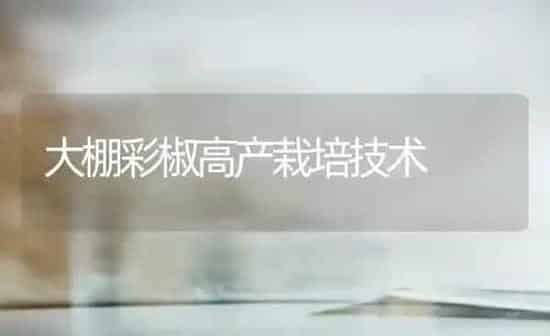 大棚彩椒高产栽培技术 | 养殖知识