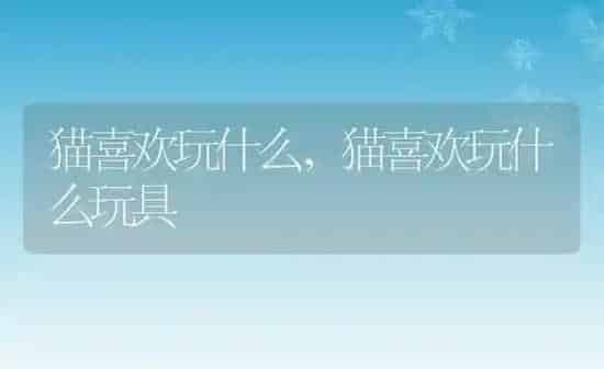 猫喜欢玩什么,猫喜欢玩什么玩具 | 养殖科普