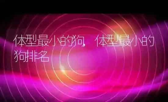 体型最小的狗,体型最小的狗排名 | 养殖科普
