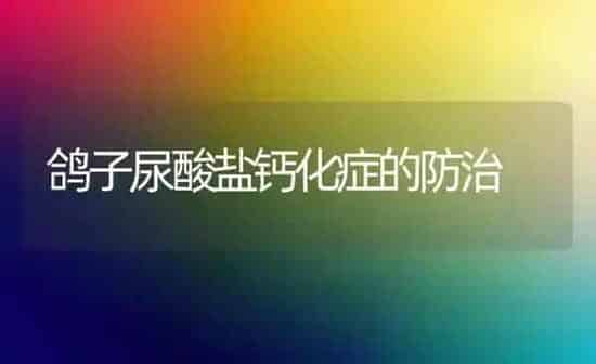 鸽子尿酸盐钙化症的防治 | 养殖知识