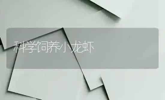 科学饲养小龙虾 | 养殖知识