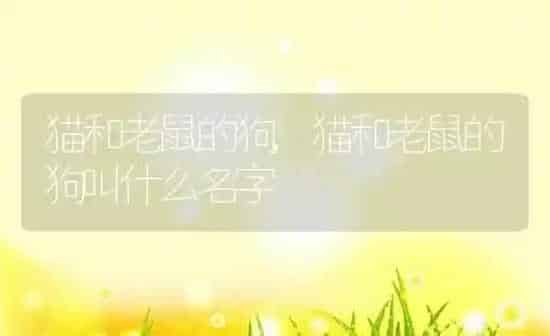 猫和老鼠的狗,猫和老鼠的狗叫什么名字 | 养殖科普
