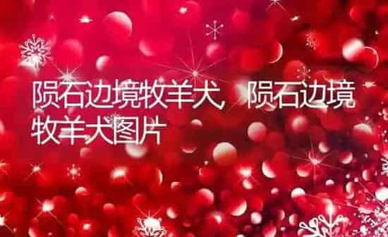 陨石边境牧羊犬,陨石边境牧羊犬图片 | 养殖资料